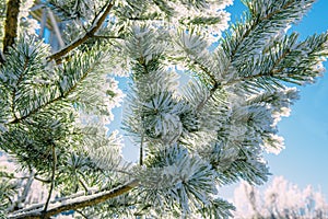 Pine is covered with frost, snow lies on branches in the sunlight. Spruce branches covered with snow, close-up. Winter background