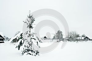 Pine covered with snow on the background of village houses