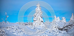 Pine covered snow, christmas tree. Winter background of snow and frost with free space for your decoration. Winter