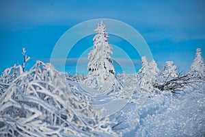 Pine covered snow, christmas tree. Winter scene. Winter landscape with trees covered with snow hoarfrost.