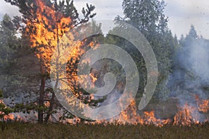 Pine crown in fire flames