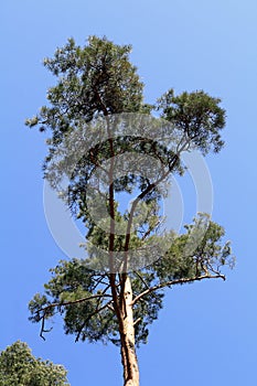 Pine crown isolated on the blue background