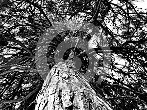 Pine, crown, trunk, tree, bark,