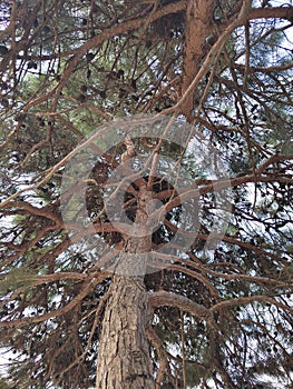 Pine, crown, trunk, tree, bark,