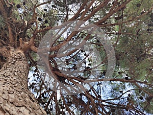 Pine, crown, trunk, tree, bark,