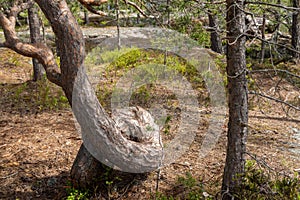 Pine done a knot of the trunk in High Coast Northern Sweden