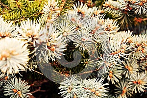 Pine dry branches tree background, winter natural texture