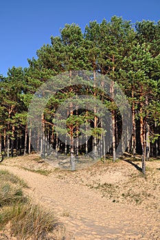 Pine dunes. Saulkrasti, Baltic Sea, Latvia.