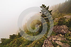 Pine on the edge of foggy mountain in Acadia National Park, Maine