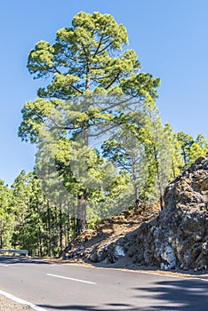 Pine at the edge of a mountain road
