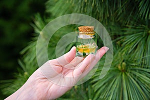 Pine essential oil bottle. Woman holds a glass bottle of pine essential oil in her hand.