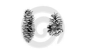 Pine and fir cones. Monochrome forest tree cone set. Watercolour illustration on white background.