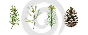 Pine, fir, conifer branch and cone set. Watercolor illustration. Hand drawn evergreen pine tree elements. Cone and