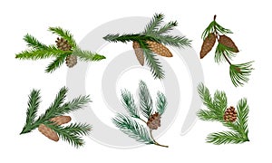 Pine and Fir Tree Branches with Fir Cones Vector Set