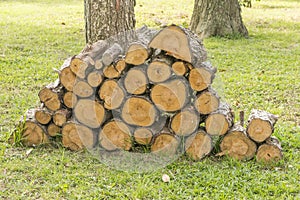 Pine Firewood