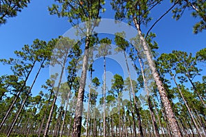 Pine Flatwoods - Florida