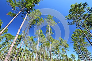 Pine Flatwoods - Florida