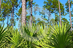 Pine Flatwoods - Florida