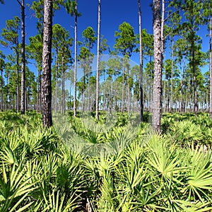 Pine Flatwoods - Florida