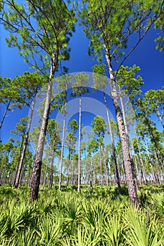 Pine Flatwoods - Florida