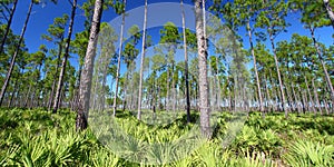 Pine Flatwoods - Florida