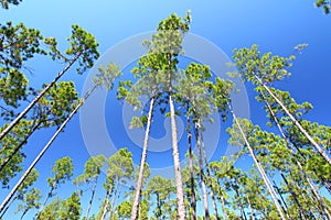 Pine Flatwoods - Florida