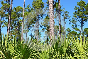 Pine Flatwoods - Florida