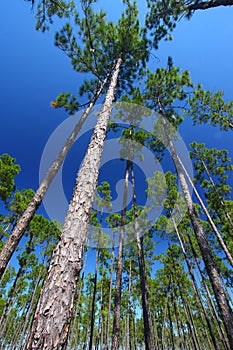 Pine Flatwoods - Florida