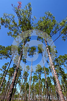 Pine Flatwoods - Florida