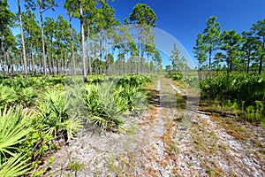 Pine Flatwoods - Florida