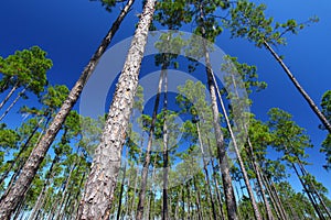 Pine Flatwoods - Florida
