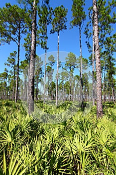 Pine Flatwoods - Florida