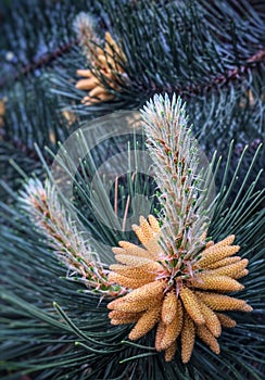 Pine flower