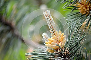 Pine flower bud