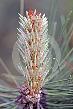 Pine flower close up macro