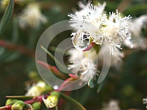 Pine flower leaves Melaleuca alternifolia ,tea tree, herb plant with soft focus in garden sweet pink blurred background