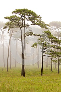 Pine Forest