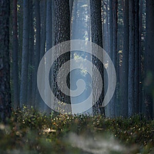 PINE FOREST