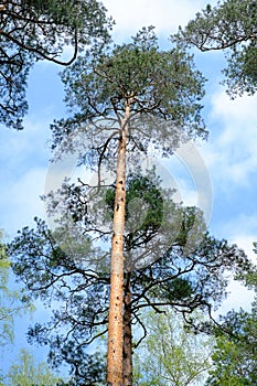 Pine forest