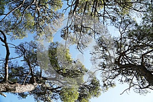 Pine forest on the Adriatic coast in Croatia