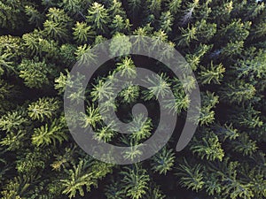 Pine forest aerial shot, top view of green trees from above