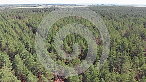 Pine forest, aerial view with drone. Top view in pine wood park