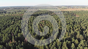 Pine forest, aerial view with drone. Top view in pine wood park