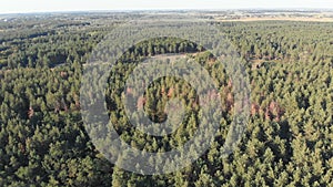 Pine forest, aerial view with drone. Top view in pine wood park