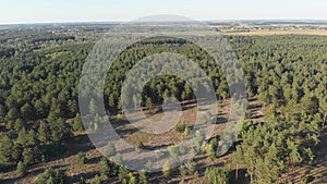 Pine forest, aerial view with drone. Top view in pine wood park