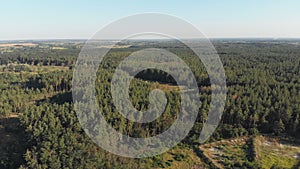 Pine forest, aerial view with drone. Top view in pine wood park