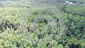 Pine forest, aerial view with drone. Top view in pine wood park on forest trees.