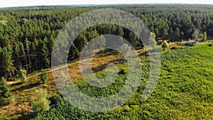 Pine forest, aerial view with drone. Top view in pine wood park on forest trees.