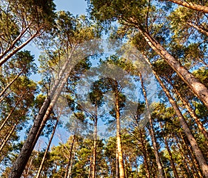 Pine forest in Alsace, on the Vosges mountains, low angle view photo