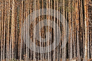 Pine forest attacked by engraver beetles